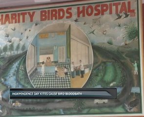 Independence Day kites cause bird bloodbath