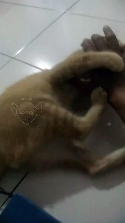 Tangan VS Kucing Oyens
