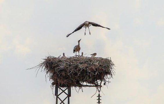 PROF. DR. KILIÇ UKRAYNA'DAKİ SAVAŞTAN EN AZ 30 BİN ÇİFT LEYLEK ETKİLENECEK