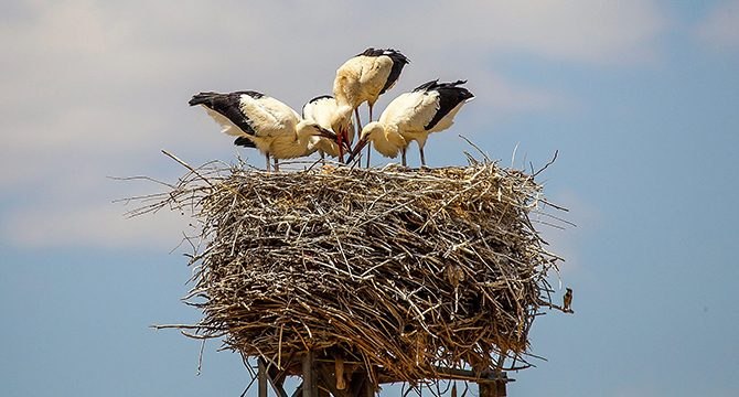Ukrayna’daki savaştan en az 30 bin çift leylek etkilenecek