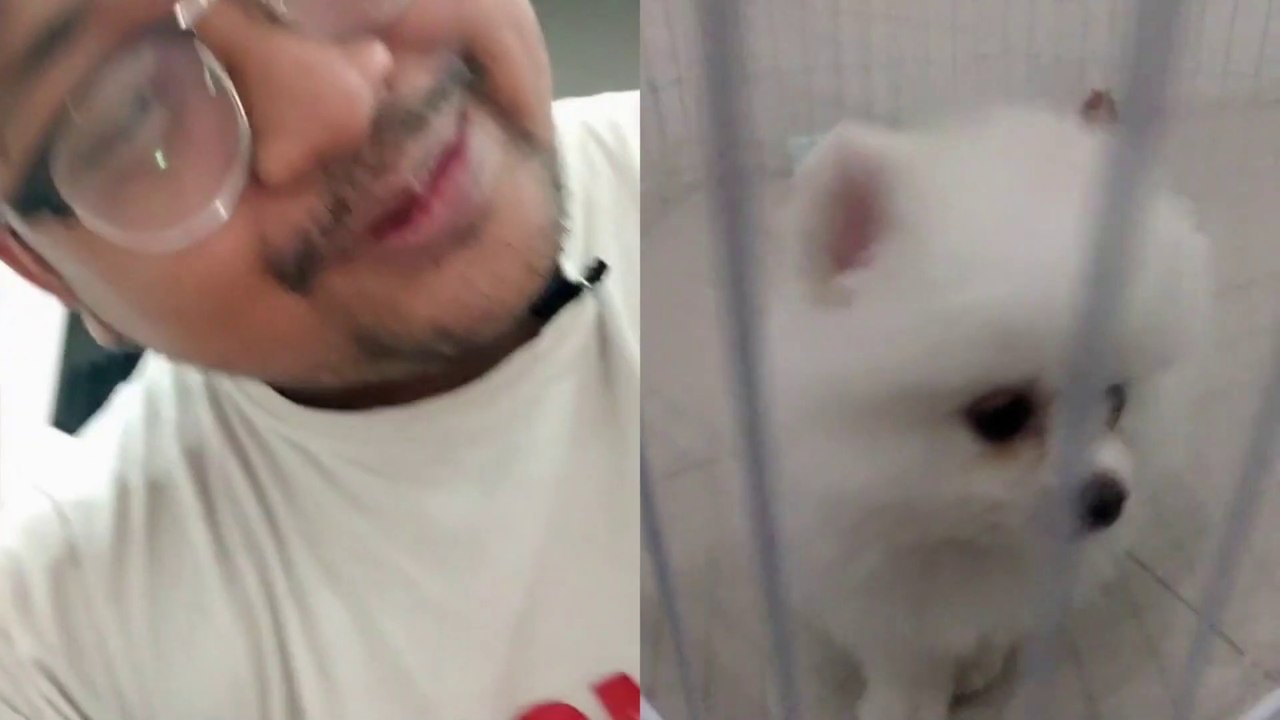 FIRST TIME AT HOME !! HOW TO TAKE CARE MINI POMERANIAN DOG | #doguniquedaily #pomeranian