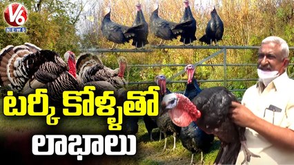 Special Report On Turkey Poultry Farming In Karimnagar _ V6 News