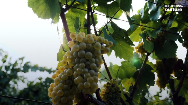'No-one will stop us': Ukrainian winemakers defiant in the face of Russian aggression
