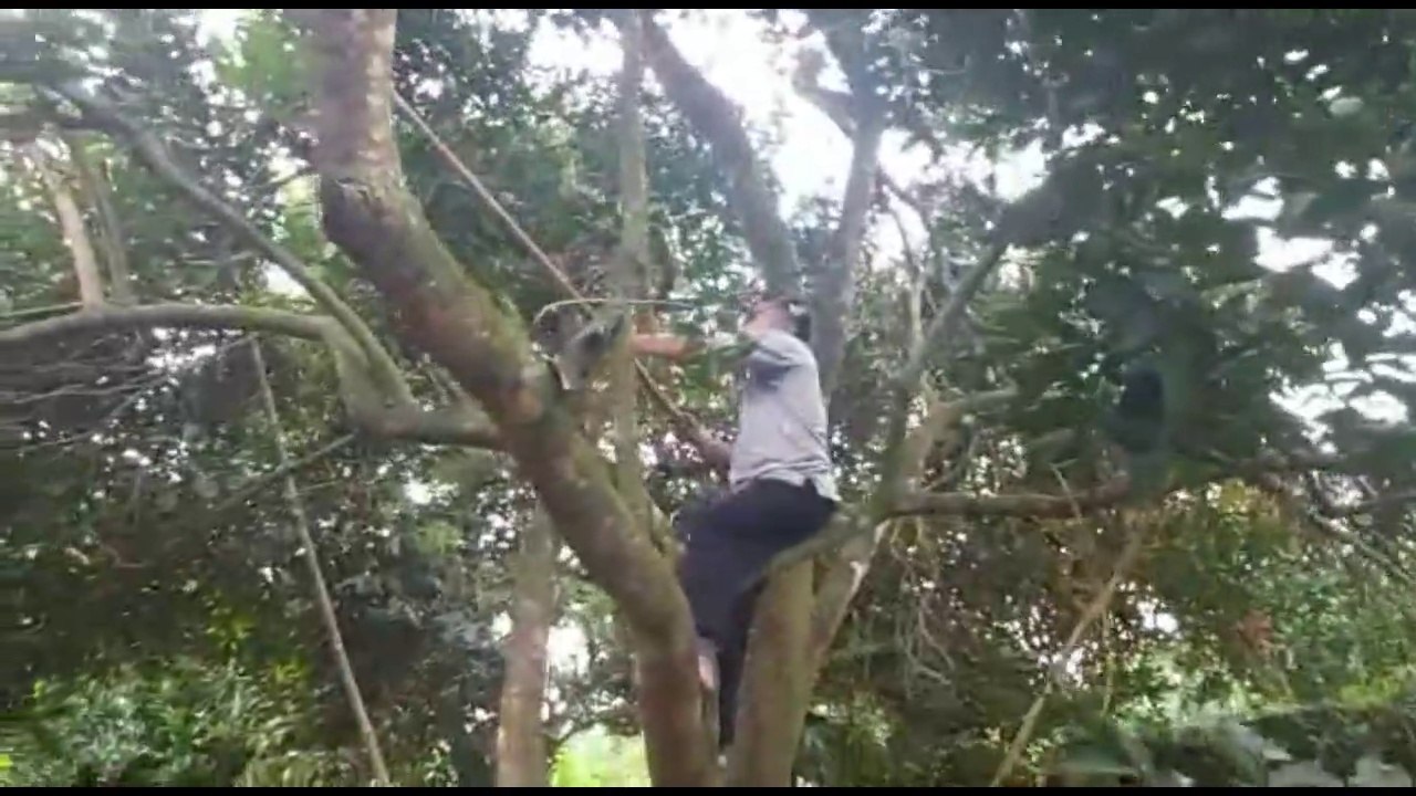Panen Rambutan