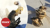 Las abejas eyaculan hasta morir durante las olas de calor