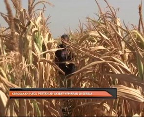 Kerosakan hasil pertanian akibat kemarau di Serbia