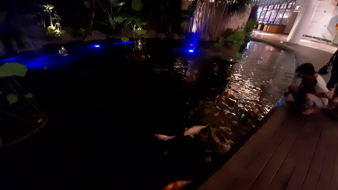 BEAUTIFUL FISH