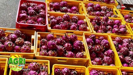 Dragon  Fruit