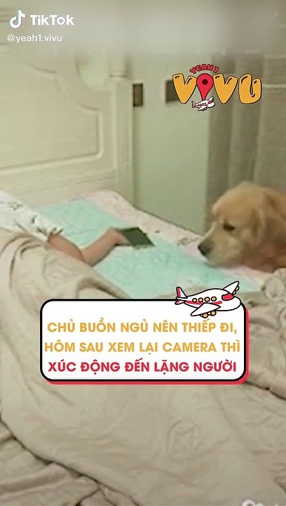 Chủ ngủ thiếp đi, chú chó có hành động khiến ai cũng cảm động