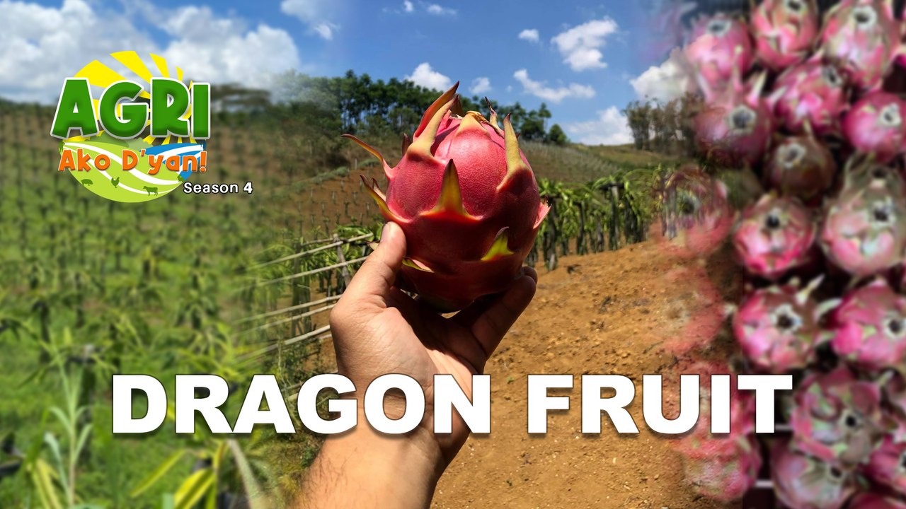 Dragon Fruit