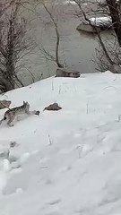 Kaymakam bu videoyu paylaşıp uyardı: ''Gördüğünüz zaman zarar vermeyin''