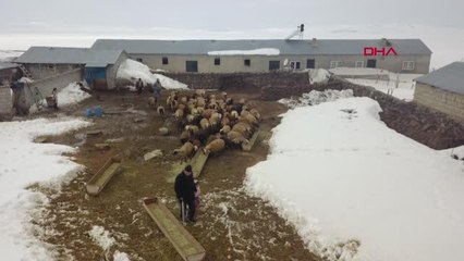 Son dakika... KUZULAR İLE ANNELERİ KAVUŞTU; O ANLAR KAMERADA