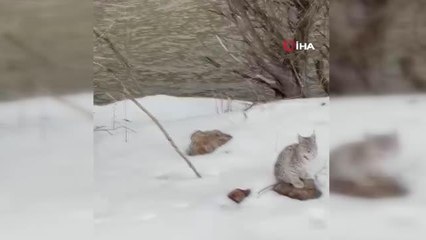 Bingöl'de koruma altında olan vaşak görüntülendi