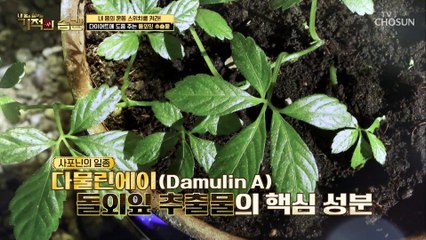 체중·체지방 감소에 좋은 ❛돌외잎 추출물❜ TV CHOSUN 220301 방송