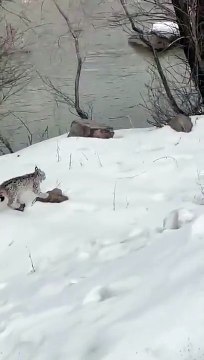 Bingöl'de nesli tükenme tehlikesi altında olan vaşak görüntülendi