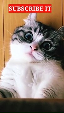 kumpulan video #kucing lucu , kucing imut dan bikin gemes # a collection of #funny cat videos, cute cats and make tiny