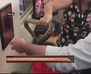 Bilik berita dikejutkan dengan kehadiran ular