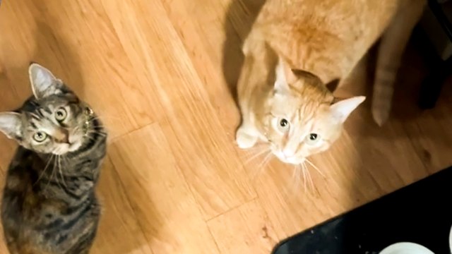 'Owner asks hungry cat to sit down before giving her food '