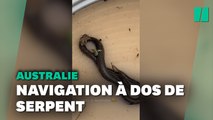 En Australie, deux souris et une grenouille échappent aux inondations à dos de serpent