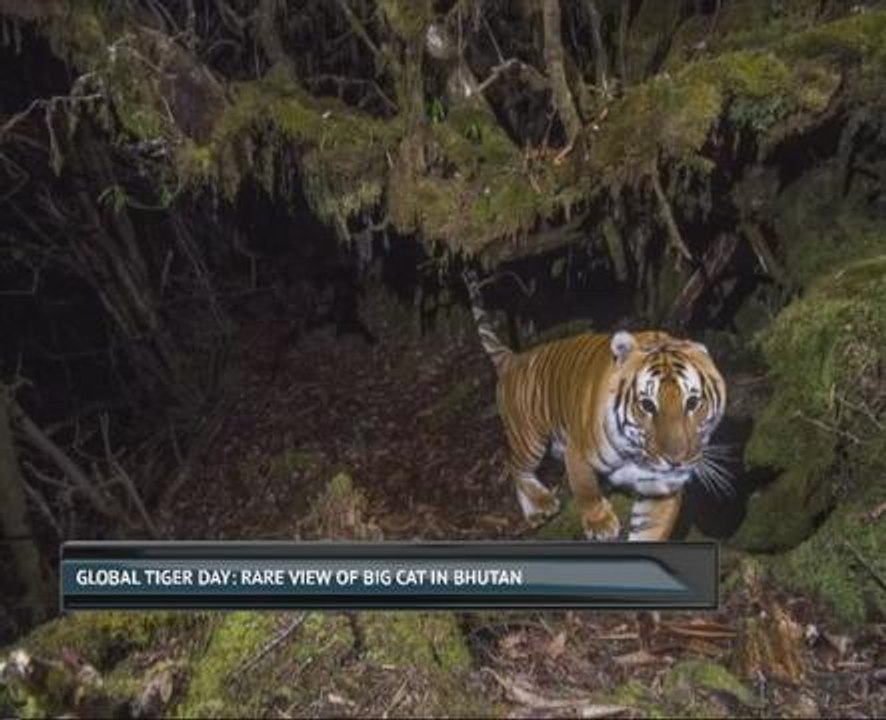 Global Tiger Day: Rare view of big cat in Bhutan