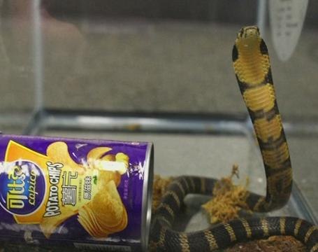 L.A. man accused of smuggling king cobras in potato chip cans