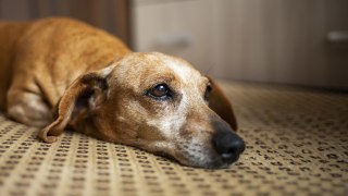 Los perros parecen apenarse por la muerte de un compañero canino