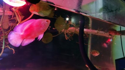 Oscar fish albino red chili