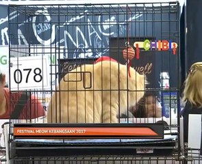 Festival Meow Kebangsaan 2017 di Sunway Velocity Mall