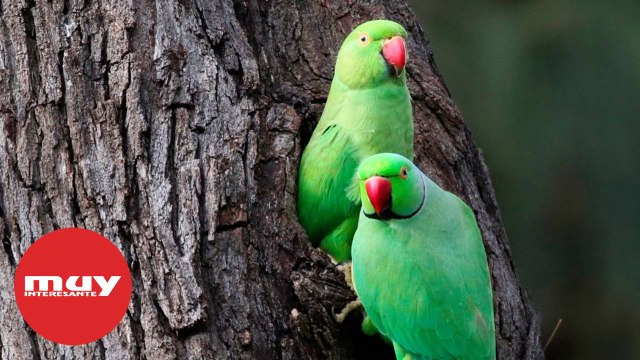 ¿Qué soluciones hay a la invasión de las cotorras?