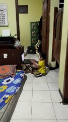 Meski baru umur 3 tahun tapi aku udah kerja lho