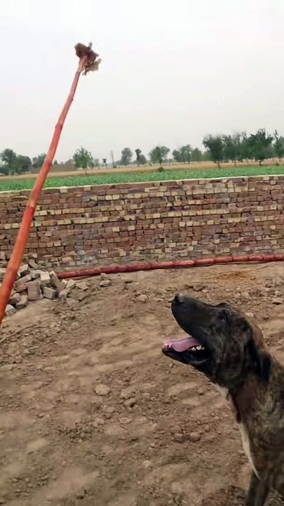 Bully Kutta Training