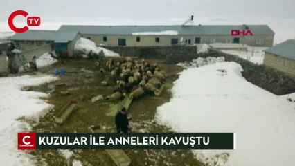 Kuzular ile annelerinin kavuştuğu anlar kamerada