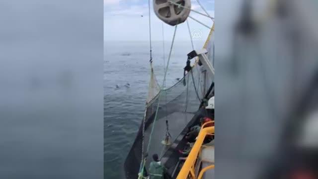 Balıkçıların avlarına ortak olan yunuslar cep telefonu kamerasıyla görüntülendi