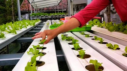 from seedlings to rejuvenation