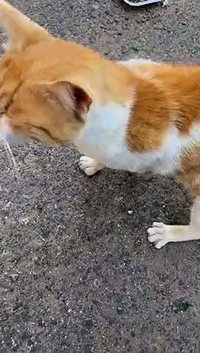 Kitty Jealously Watches Over Friendly Stray