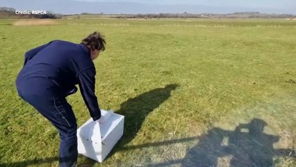 This gull was rescued from fishing wire in Singleton Lake, Ashford