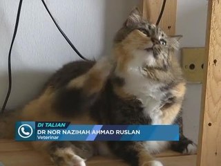 Awani Xtra (Episode 1) : Ceritera Kucing Comel!