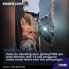 Masya Allah, Warga Dibuat Kagum Melihat Seekor Anjing Begitu Khidmat Mendengar Kumandang Azan Magrib