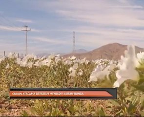 Gurun Atacama berubah menjadi lautan bunga