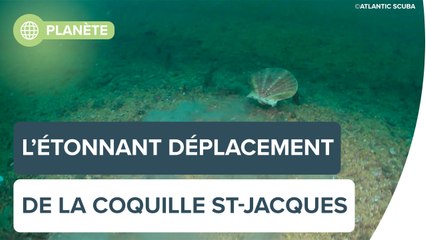 La surprenante nage de la coquille Saint-Jacques | Futura