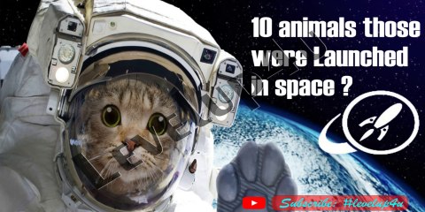 Animals In Space Before Humans|| What Happens To Animals In Space|| Animals in space Return
