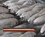 Simpan ikan sebagai sejuk beku untuk musim tengkujuh