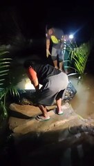 SEEKOR BUAYA BERUKURAN BESAR MASUK KEDALAM JARING SAAT SEDANG PANEN