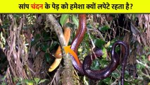 चंदन के पेड़ पे साप क्यों रहते हैं why snakes live on sandalwood tree