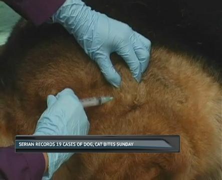 Serian records 19 cases of dog, cat bites Sunday
