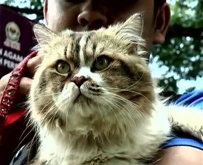 Ceritera kucing comel kesayangan anda!