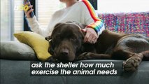 Important Questions to Ask Animal Shelters and Yourself When Adopting