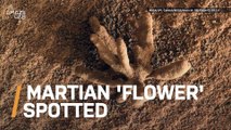 Did NASA’s Mars Curiosity Rover Spot a Martian Flower?