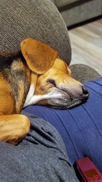 Sleeping Beagle Snores