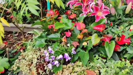 Zoological _ Botanical Garden Hongkong